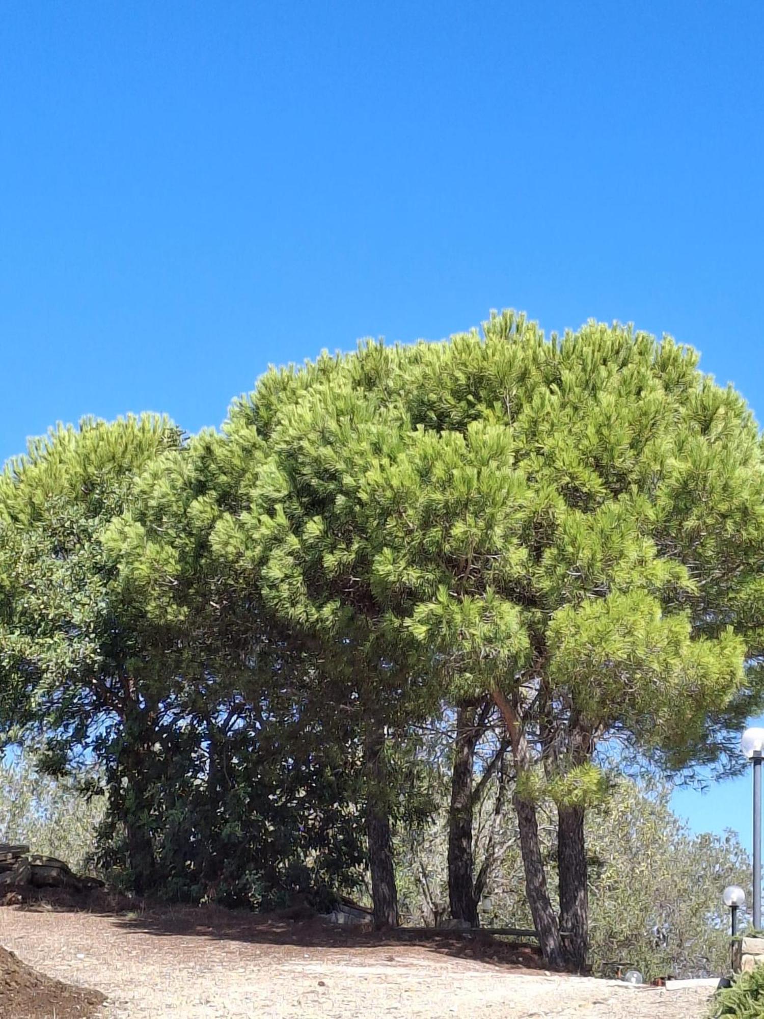 Tenuta Belvedere Cilento 蒙蒂克里斯 外观 照片