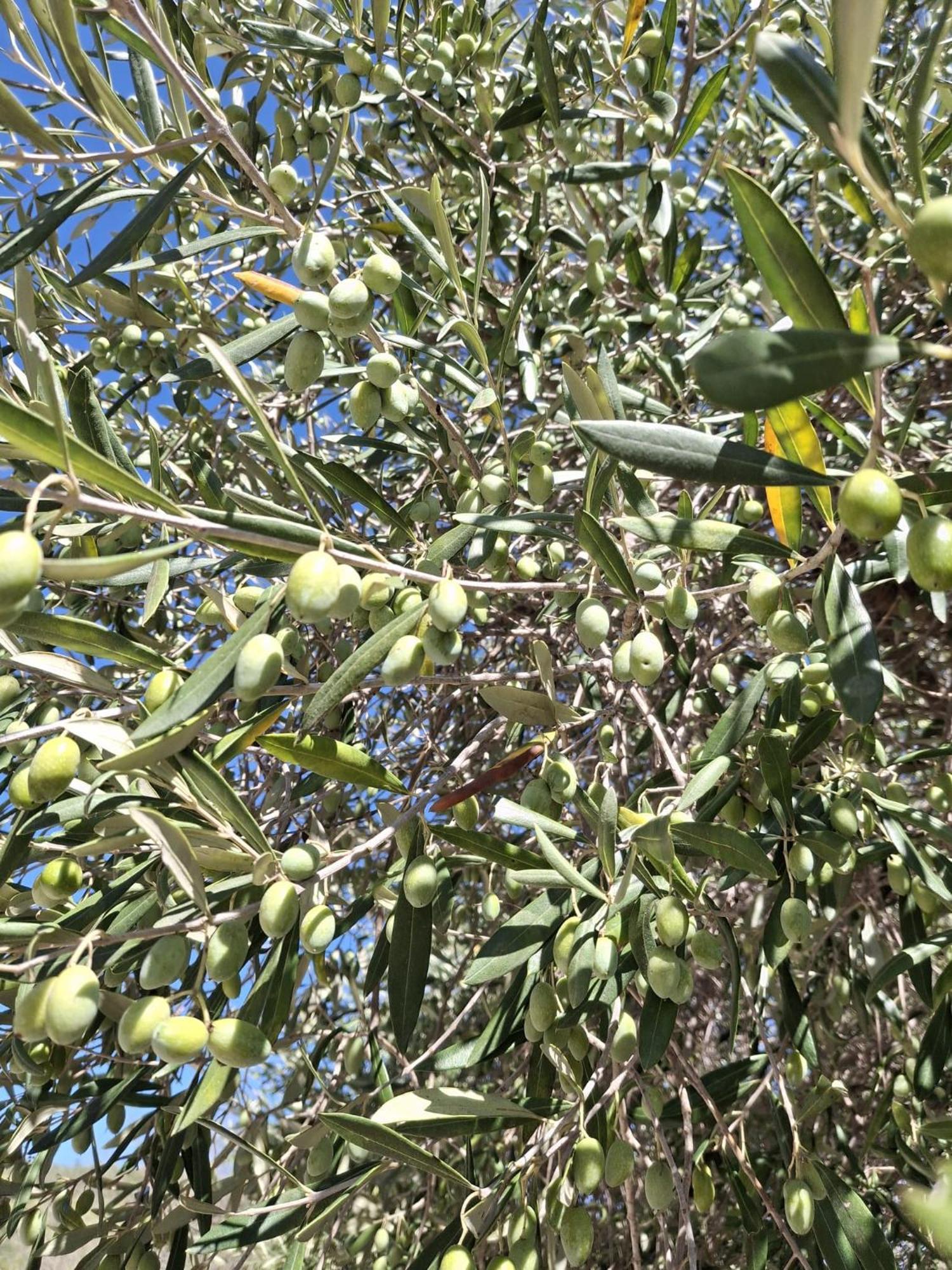 Tenuta Belvedere Cilento 蒙蒂克里斯 外观 照片
